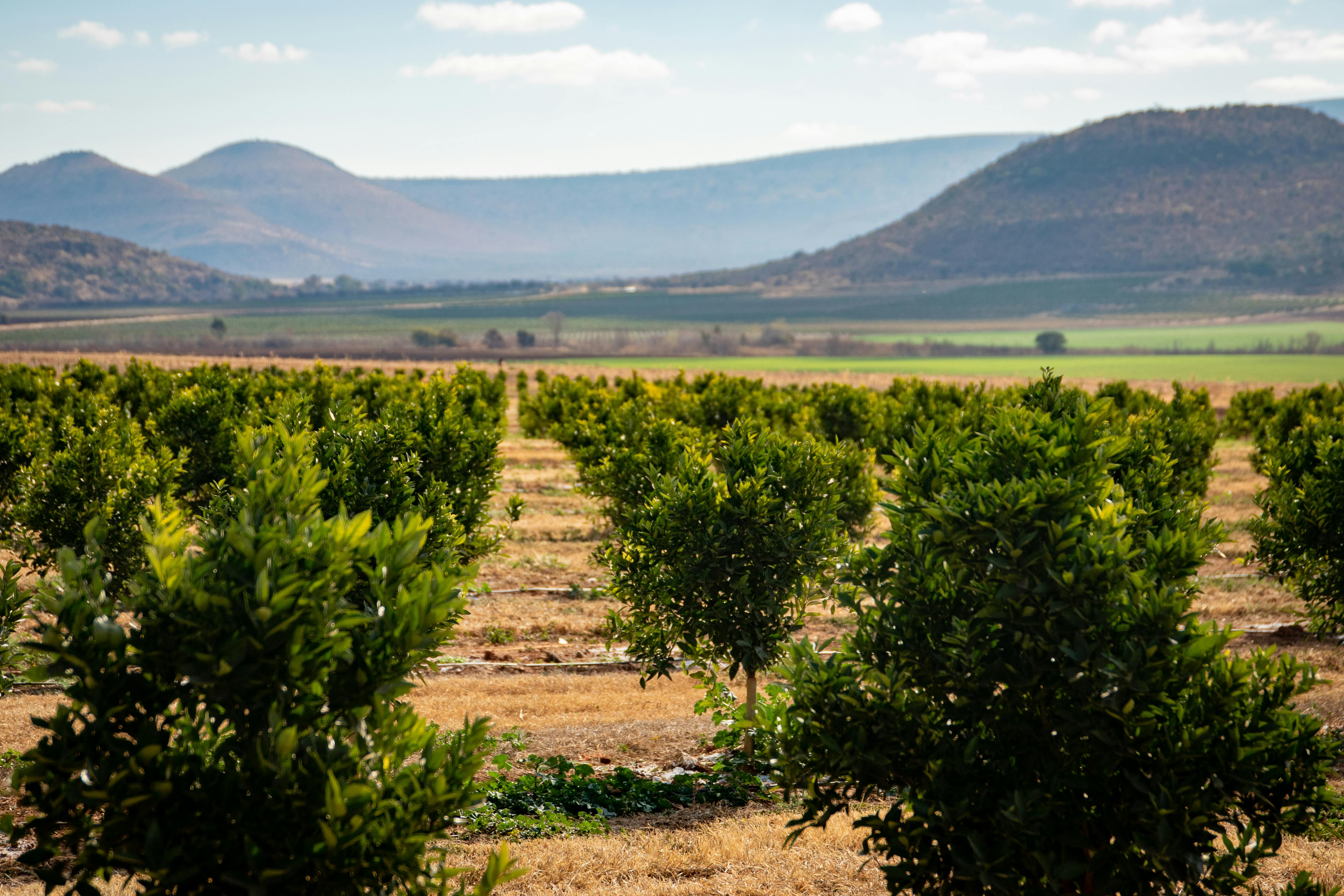 Macadamia Farm Background