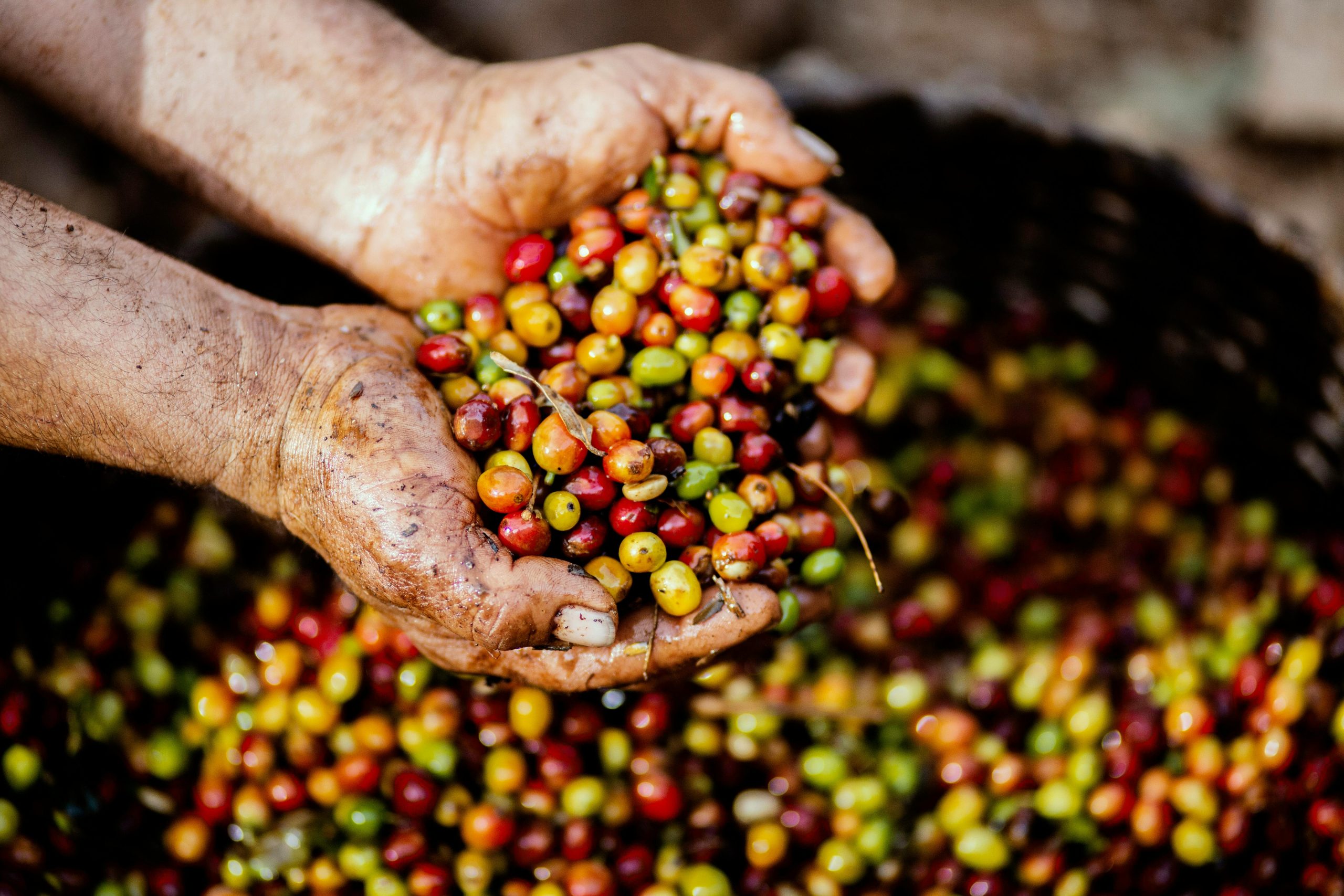 Coffee Sourcing Scaled